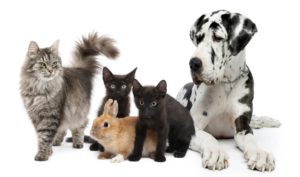 pets relocation services